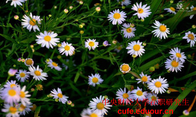 中財在職研究生學(xué)費(fèi)怎么繳納？